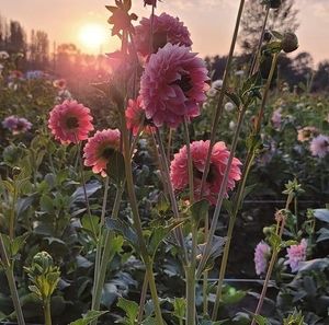 Meet your Posher, Nou